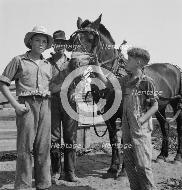 Hired man helps the farmers' oldest boy on the Myers farm, Washington, Yakima County, 1939 Creator: Dorothea Lange.