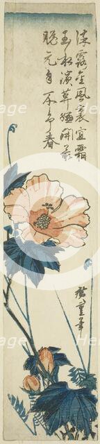 Hibiscus, 1830s. Creator: Ando Hiroshige.