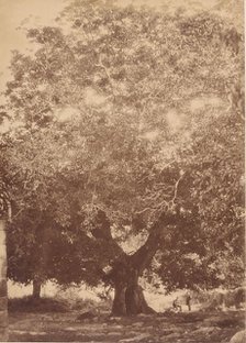 The Walnut Tree of Emperor Charles V, Yuste, 1858. Creator: Charles Clifford.