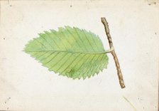 Jagged Leaf Edge Caterpillar..., late 19th-early 20th century. Creator: Emma Beach Thayer.