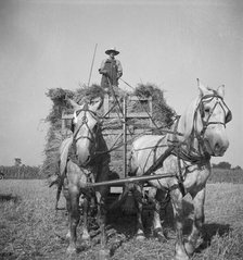Harvesting oats, Clayton, Indiana, south of Indianapolis, 1936. Creator: Dorothea Lange.