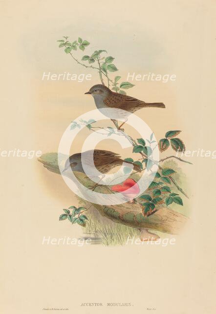 Accentor modularis (Dunnock). Creators: John Gould, Henry Constantine Richter.
