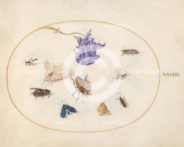 Plate 33: Moth and Butterfly with other Insects and a Columbine Flower, c. 1575/1580. Creator: Joris Hoefnagel.