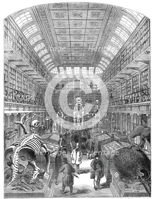 The Hunterian Museum, at the Royal College of Surgeons, 1845. Creator: Unknown.
