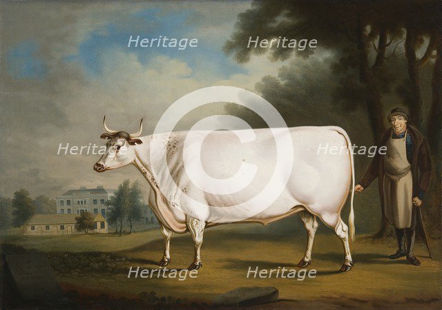 'The Nannau Ox', 1824. Artist: Daniel Clowes