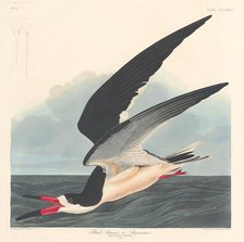 Black Skimmer, 1836. Creator: Robert Havell.