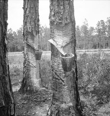 Turpentine trees, Northern Florida, 1936. Creator: Dorothea Lange.