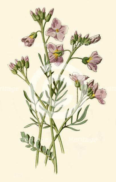 'Lady's Smock, Bittercress or Cuckoo Flower', 1877. Creator: Frederick Edward Hulme.