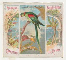 Alexandrine Ring Parakeet, from Birds of the Tropics series (N38) for Allen & Ginter Cigar..., 1889. Creator: Allen & Ginter.