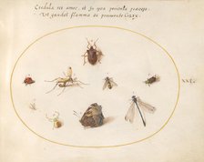 Plate 21: A Butterfly with a Dragonfly, a Ladybug, and Five other Insects, c. 1575/1580. Creator: Joris Hoefnagel.
