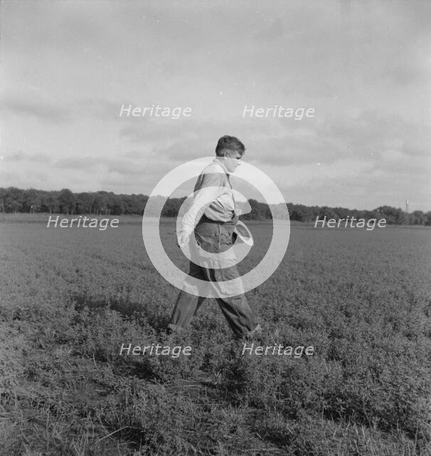 Tenant farmer spreading grasshopper bait..., 5 miles from Oklahoma City, Oklahoma, 1937. Creator: Dorothea Lange.