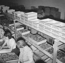 Packing fresh prunes at night on Produce Row during busy season, Yakima, Washington, 1939. Creator: Dorothea Lange.
