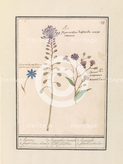 Crested Hyacinth (Muscari comosum) and Cornflower (Centaurie), 1596-1610. Creators: Anselmus de Boodt, Elias Verhulst.