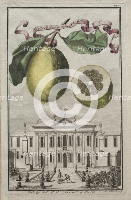 Nurnbergische Hesperides: No125 - Limon Ponzino da Neapoli. Palazzo del N. H. Cornaro à Fiesso, c170 Creator: Joseph de Montalegre (Hungarian); Johoann Christoph Volckamer (German).