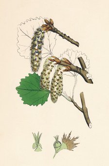 'Populus tremula. Aspen', 19th Century. Artist: Unknown.