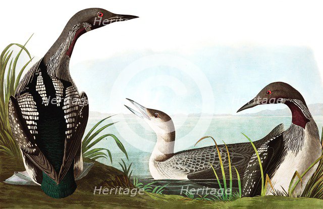 Black Throated Diver, Colymbus Arcticus, 1845.