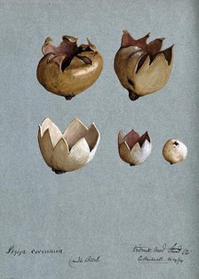 A cup fungus (Peziza species): five fruiting bodies, 1894. Creator: C Bucknall.