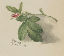 Rosebud, 1872. Creator: Mary Vaux Walcott.