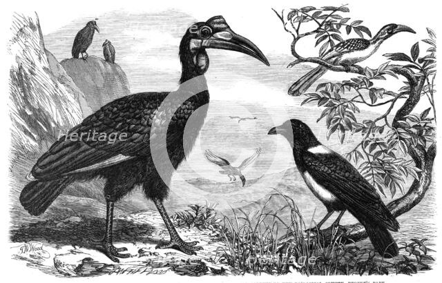 Abyssinian Hornbill, White-Necked Crow, and Small Hornbill, Zoological Society, Regent’s Park, 1865. Creator: Dalziel Brothers.