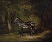 Zebra, exhibited 1763. Creator: George Stubbs.