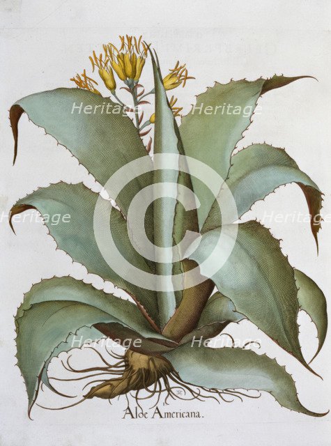 American Aloe (Aloe Americana), 1613. Artist: Unknown