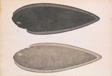 Two Sides of a Bengal River Fish, ca. 1804. Creator: Unknown.