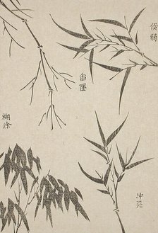 Bamboo Leaves at Various Stages of Growth, c1850. Creator: Unknown.