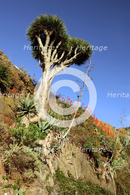 Dragon Tree, Anaga Mountains, Tenerife, 2007.