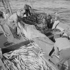 Fisherman taking on mackerel aboard the Alden, Gloucester, Massachusetts, 1943. Creator: Gordon Parks.