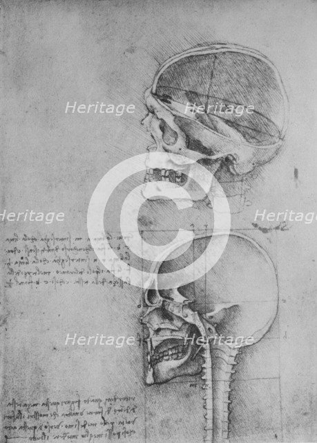 'Anatomical Drawings of Two Skulls in Profile to the Left', c1480 (1945). Artist: Leonardo da Vinci.