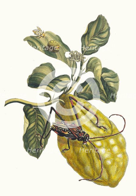 Citronier. From the Book Metamorphosis insectorum Surinamensium, 1705. Creator: Merian, Maria Sibylla (1647-1717).
