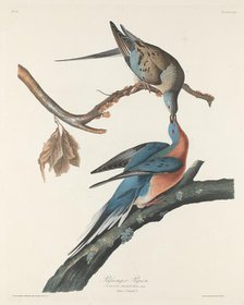 Passenger Pigeon, 1829. Creator: Robert Havell.