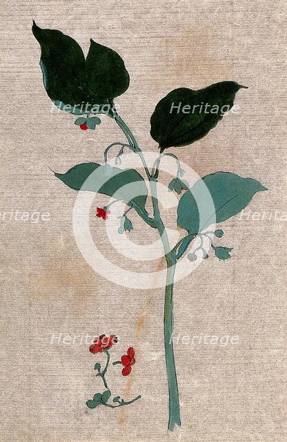 A plant, possibly of the Boraginaceae family: flowering stem with separate flowers. Creator: Unknown.