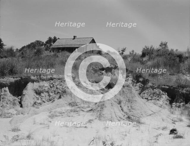 Eroded cotton farm near Jackson, Mississippi, 1937. Creator: Dorothea Lange.