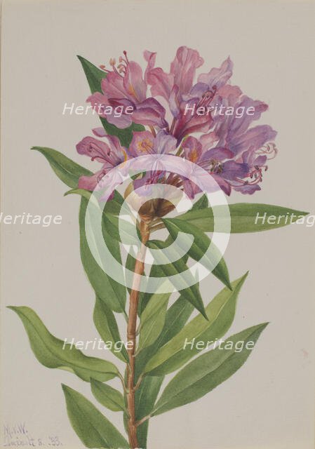 California Rose-Bay (Rhododendron californicum), 1933. Creator: Mary Vaux Walcott.