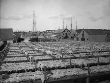 Drying fish, Gloucester, Mass., c1906. Creator: Unknown.