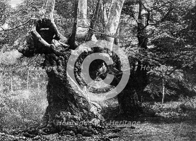 Dedication of Burnham Beeches to the public: the Elder Brethren, 1883. Creator: William James Palmer.