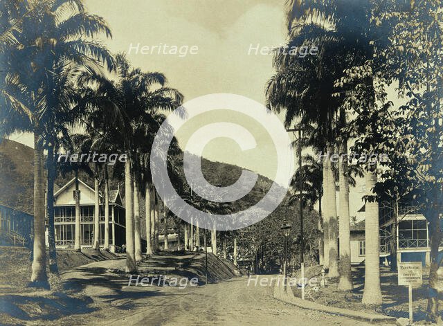 Ancon Hospital grounds, Panama: street with wooden buildings lined with palm trees, c1910. Creator: Unknown.