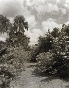 "Magnolia Plantation," 3550 Ashley Road, Charleston, South Carolina, 1928. Creator: Frances Benjamin Johnston.