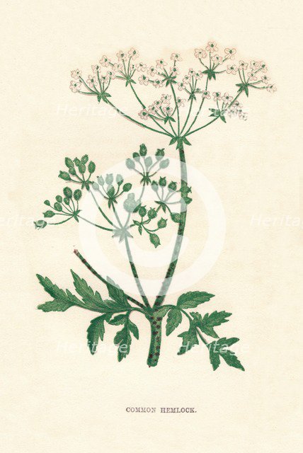 'Common Hemlock', c1891, (1891). Artist: Anne Pratt.