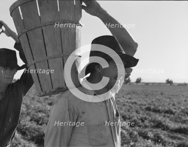 Pickers coming into the weigh master, pea field near Calipatria, California, 1939. Creator: Dorothea Lange.