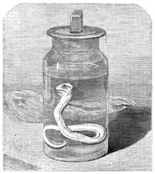 Young python in the Zoological Society's Gardens, 1862. Creator: Unknown.