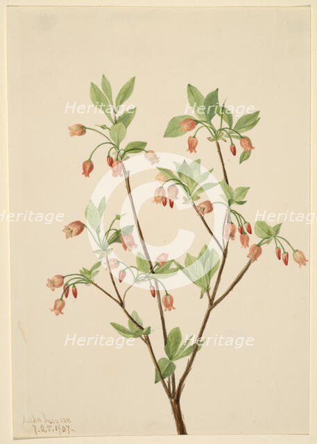 Menziesea (Menziesea glabella), 1907. Creator: Mary Vaux Walcott.