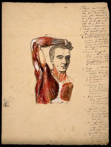Muscles of the arm, shoulder and chest, front view: male écorché figure holding right..., 1800-1899. Creator: Unknown.