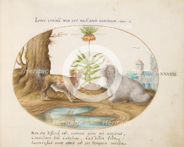 Animalia Qvadrvpedia et Reptilia (Terra): Plate XXXVIII, c. 1575/1580. Creator: Joris Hoefnagel.