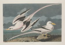 Tropic Bird, 1835. Creator: Robert Havell.