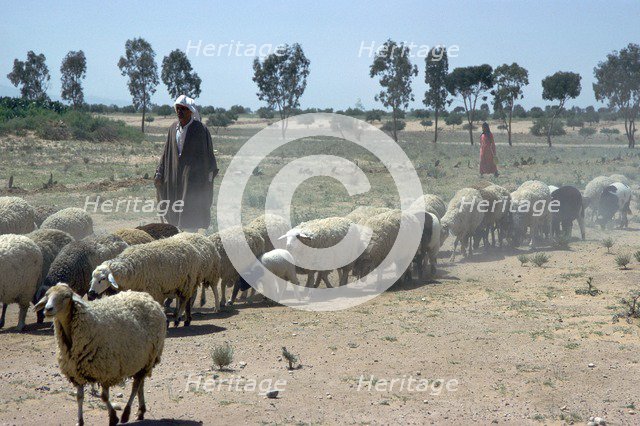 Shepherd south of Kairouan.
