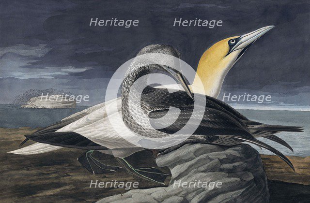 Northern Gannet, Morus Bassanus, 1845.