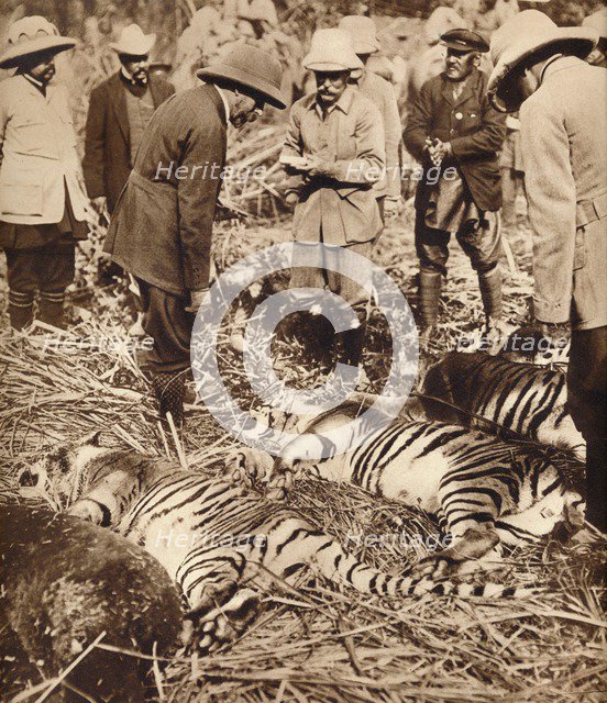 A royal bag of tigers, 1911 (1935).  Artist: Unknown.