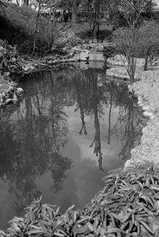 Reflections in the pond at Gravesend Gardens, Kent, c1945-c1965. Artist: SW Rawlings